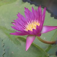 熱帯スイレン,熱帯スイレン,熱帯睡蓮デビンMAメディロス,温室,神代植物公園の画像