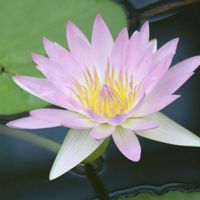 熱帯スイレン,熱帯スイレン,熱帯睡蓮 ピンクパール,熱帯睡蓮　ジューンアリスン,温室の画像