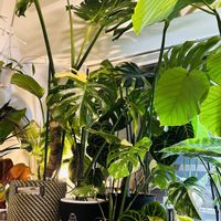 アンスリウム,ストレリチア,ドラセナ,モンステラ,フィロデンドロンの画像