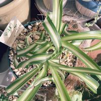 オリヅルラン,PR,室内管理,三つ星品質モニター,オリヅルランモニターの画像