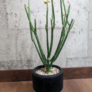 ユーフォルビア フォスフォレア,ユーフォルビア  夜光キリン,多肉植物,可愛い,成長記録の画像