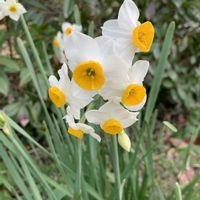 ガザニア,スイセン,ハボタン,八重水仙,ミニチュアシュナウザーの画像