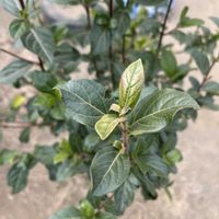 クチナシの画像