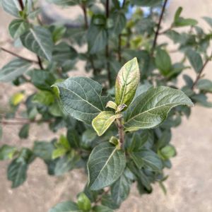 クチナシの画像