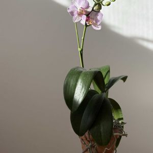胡蝶蘭,ミディ胡蝶蘭,リビングの画像