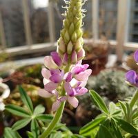 ルピナスの画像