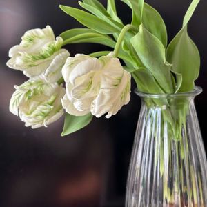 チューリップ,チューリップ・スーパーパーロット,球根植物,リビング,寒さに強いの画像