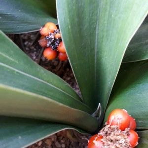 オモト,花言葉,今日のお花,縁起善き哉〜☆,お散歩ちゃんキーホルダーの画像