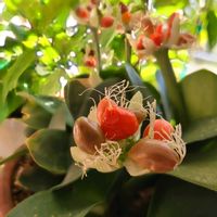 マユハケオモト,マユハケオモト,ベニバナマユハケオモト,マユハケオモト・果実,マユハケオモト・果実の画像