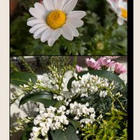 オモト,サザンカ,ノースポール,ハーデンベルギア,ビオラの画像