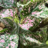 ヒポエステス,カラーリーフ,癒し,窓辺の画像