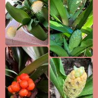 ウメ,オモト,マユハケオモト,パンジー・ビオラ,ビオラの画像