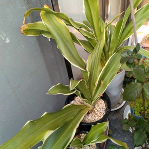 ミニバラ,万年青,花のある暮らし,花は癒やし♡,宿根草大好き❤の画像