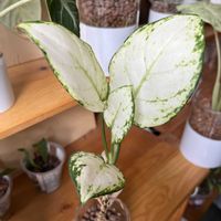 アグラオネマ,アグラオネマ,サトイモ科,観葉植物,ハイドロカルチャーの画像