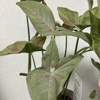 シンゴニウム,ピンクスポット,観葉植物,値下げ品の画像