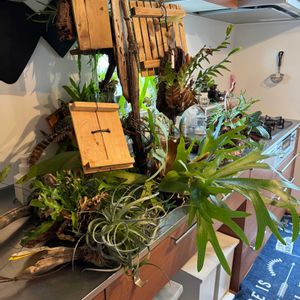 観葉植物,鉢植え,ガーデニング,着生植物,水やりの画像