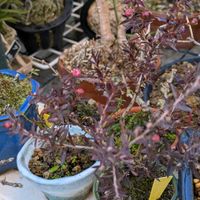 ギョリュウバイの画像