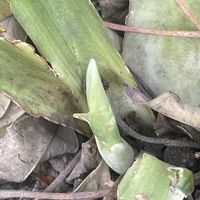 オモト,シャクヤク,シャクヤク,ヒヤシンス,ヒヤシンスの画像