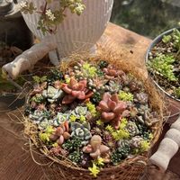 プロリフェラ,白牡丹,樹氷,ブロウメアナ, ブロンズ姫の画像