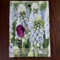 ポトス,ムスカリ・エスター,100均,自己流アレンジ,えみえみと愉快な仲間達の画像