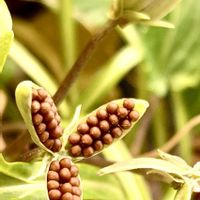 スミレ,ローズマリー,大葉,ビオラ,孔雀サボテンの画像