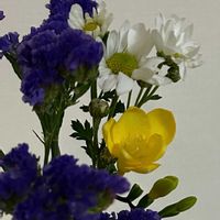 スターチス,フリージア,スプレーマムの画像