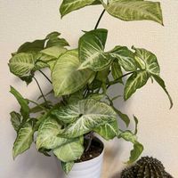 シンゴニウム,ワンコと暮らす,ミッチの会,にゃんこと暮らすの画像