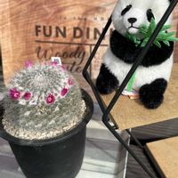 オモト,万年青,ブカレンシス,マミラリア ブカレンシス,マミラリア属   銀河の画像