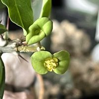 ユーフォルビア ベロロハエ,多肉植物,ユーフォルビア,神奈川タニラー,多肉女子の画像