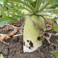 大根,ブロッコリー,紅三太,収穫,寒いの画像