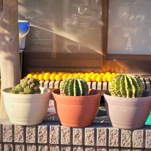 サボテン,柚子,柚子,花のある暮らし,GSに感謝。の画像
