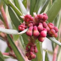 グレビレア,植物のある暮らし,スマホ撮影,おでかけ先,お花のある暮らしの画像