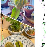 花のある暮らし,接木サボテン,GSに感謝。,わんこと暮らす,水曜日のｷｬｰ‼️の画像