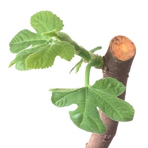 イチジク,ブラウンターキー,いちじく,挿し木,切り戻しの画像