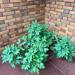 カポック,ダイソー購入,ダイソー産,玄関ポーチ,ありがとう♡の画像