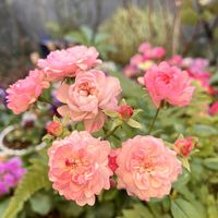 プリムラ　ジュリアン,カランコエ クイーンローズ パリ,カランコエ クイーンローズ パリ,カランコエ クイーンローズ パリ,八重咲きクリスマスローズの画像