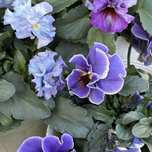 神戸べっぴんさんパンジー,ラ･カゼッタ,アーカイブROKAリスペクト,ドライフラワー,コラボの画像