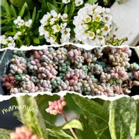 アネモネ,エレモフィラニベア,エレモフィラニベア,エレモフィラニベア,シロタエギクの画像