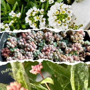 アネモネ,エレモフィラニベア,エレモフィラニベア,エレモフィラニベア,シロタエギクの画像