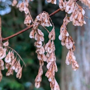 イタドリ,虎杖,雑草,山野草,野草の画像