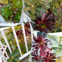 シャクナゲ,黒法師,多肉植物,緑のある暮らし,多肉植物のある暮らしの画像