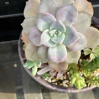 多肉ちゃん,水やり,いいねをありがとうございます¨̮♡︎の画像