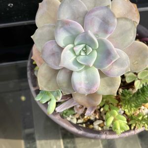 多肉ちゃん,水やり,いいねをありがとうございます¨̮♡︎の画像