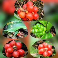 オモト,万年青,万年青(おもと),万年青(おもと),花のある暮らしの画像