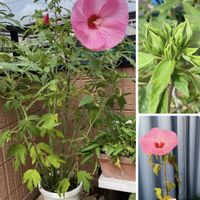 タイタンビカス,タイタンビカス　レイア,植え替え,ベランダの画像