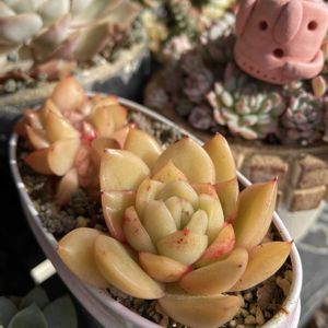 オパリナ,ギルバ,多肉植物,ダイソー産,バラと夢CLUBの画像