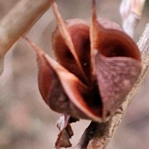 シャラノキの画像