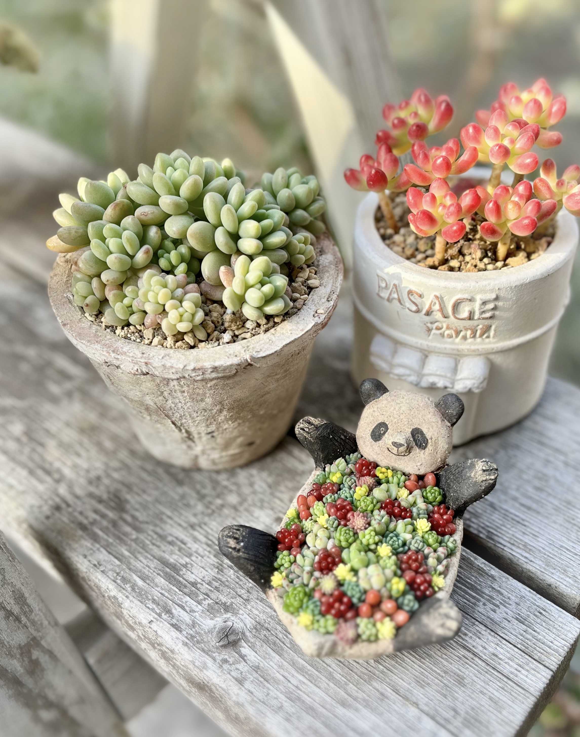 ちまちま寄せの投稿画像一覧｜🍀GreenSnap（グリーンスナップ）