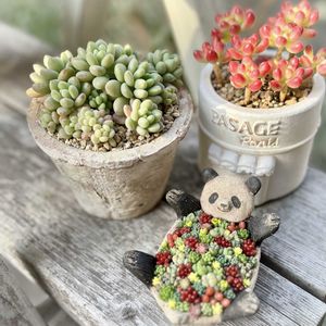 ロココ,ルビーティント,お気に入り♡,かわいいな♡,ちまちま寄せの画像