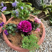 オモト,ネメシア,パンジー,ビオラ,花かんざしの画像